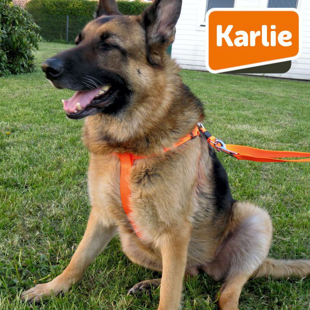 Karlie Geschirr ART SPORTIV PLUS REFLEX - Nylon Hundegeschirr - STEP & GO