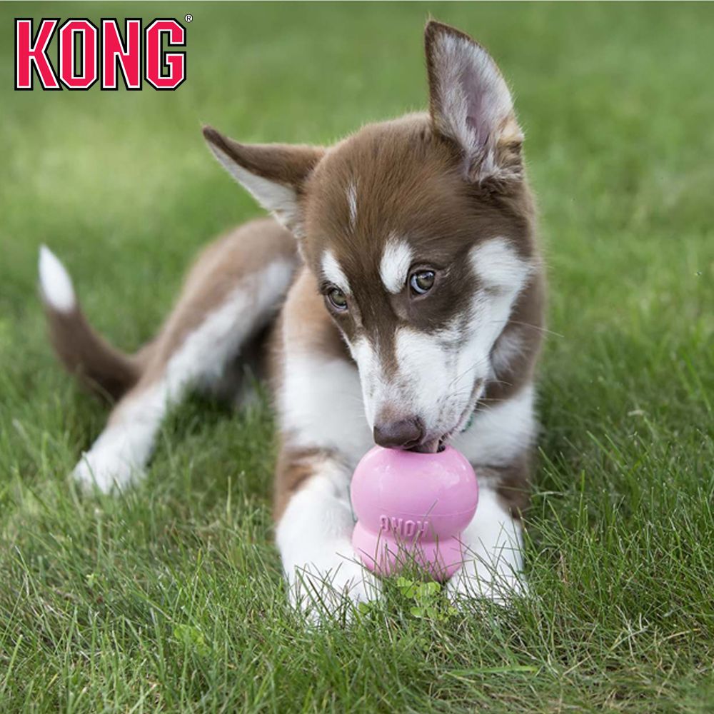 KONG Snacks Leber/Speck/Käse - Leckerli - für Classic/Extreme/Puppy Größe S/M