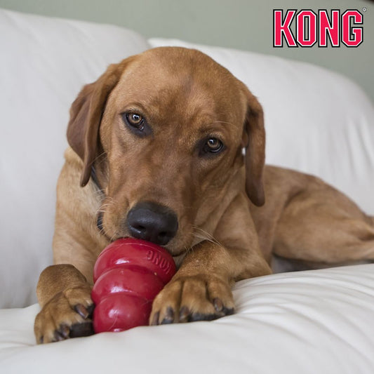 KONG Classic - Apportierspielzeug Hundespielzeug Leckerlispielzeug Kauspielzeug