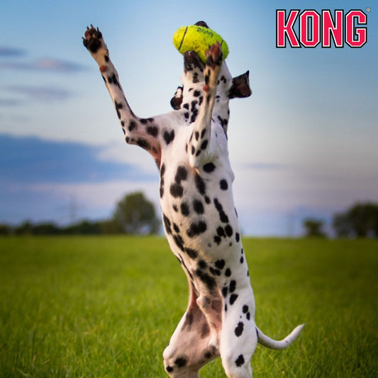 KONG AirDog Squeaker Football - Apportierspielzeug Tennisball Hund mit Quitscher