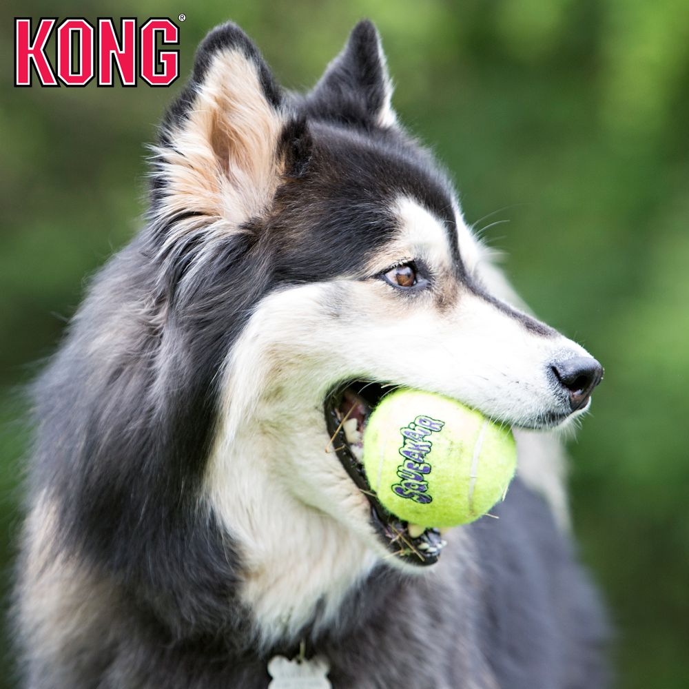 KONG AirDog Squeakair Ball - Apportierspielzeug Tennisball f. Hund mit Quitscher
