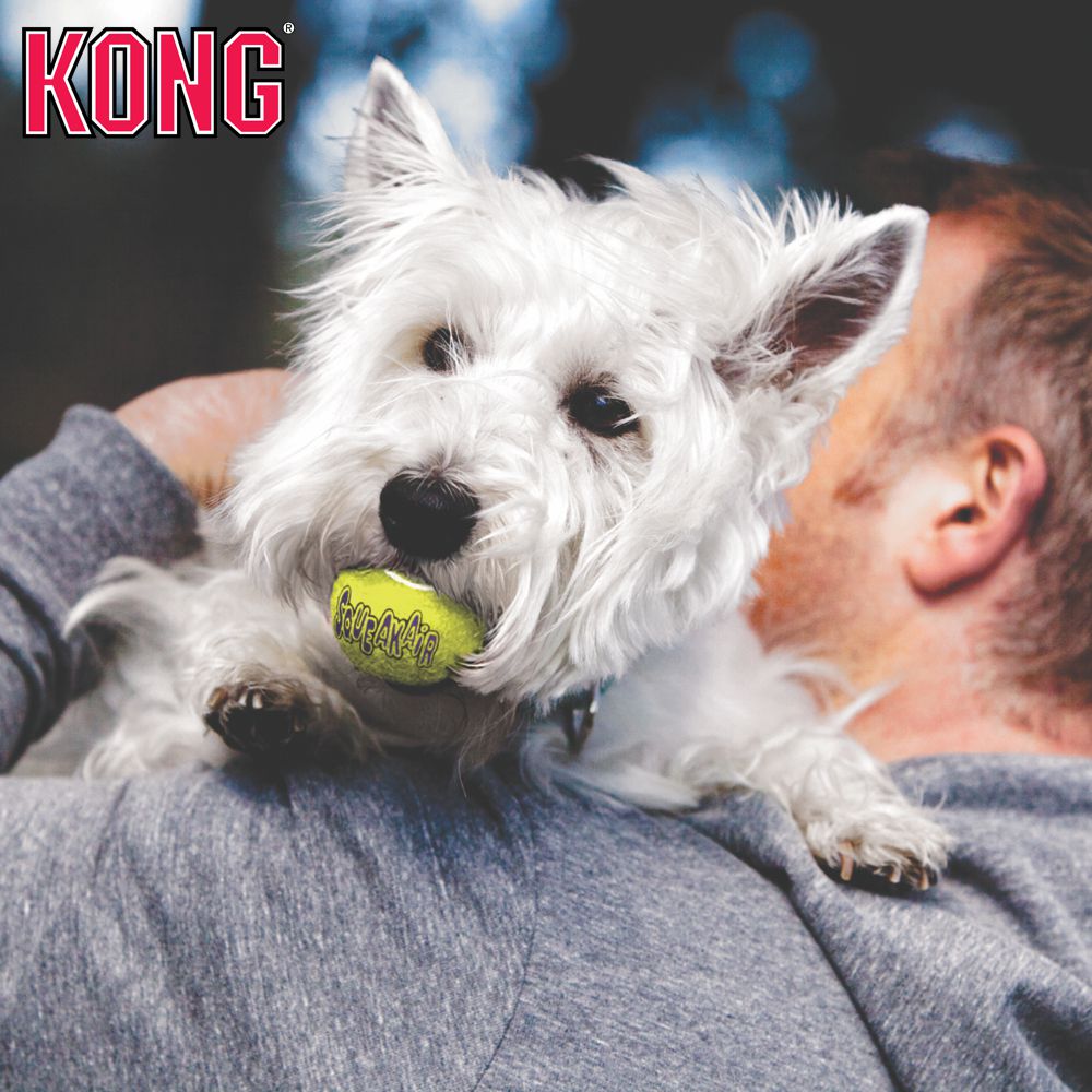 KONG AirDog Squeakair Ball - Apportierspielzeug Tennisball f. Hund mit Quitscher