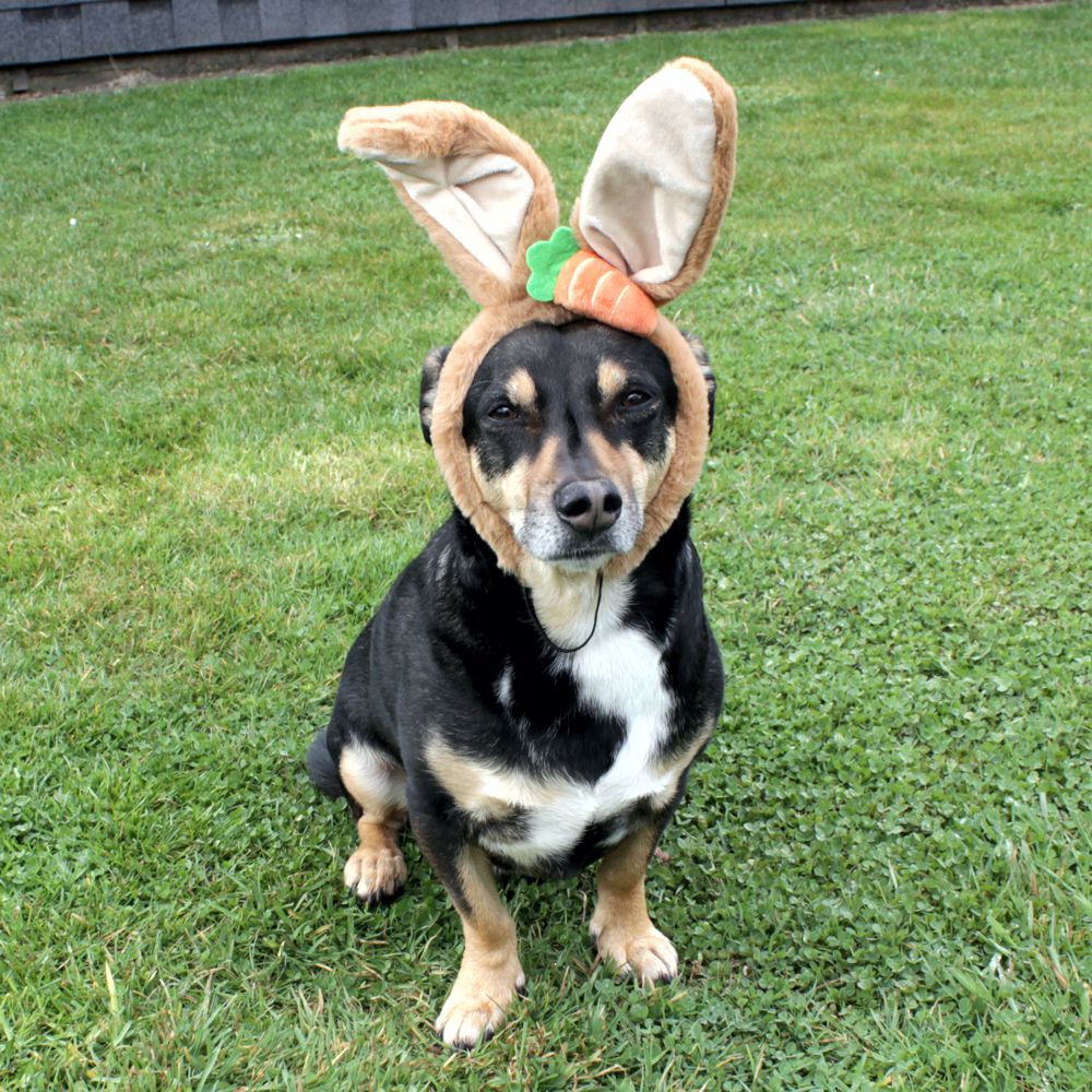 Nobby Ostern Hasenohren für Hunde - Ø 15 cm - Kopfreif mit Ohren - Kopfschmuck