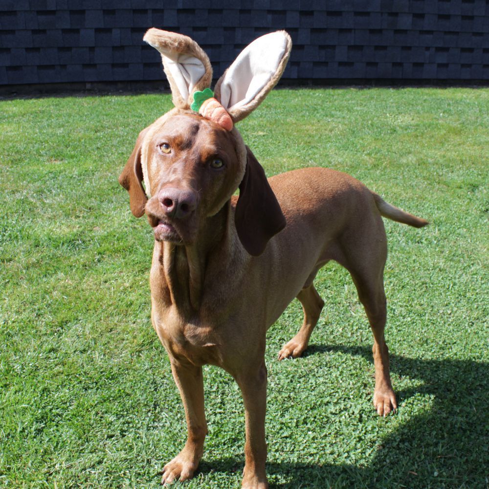 Nobby Ostern Hasenohren für Hunde - Ø 15 cm - Kopfreif mit Ohren - Kopfschmuck