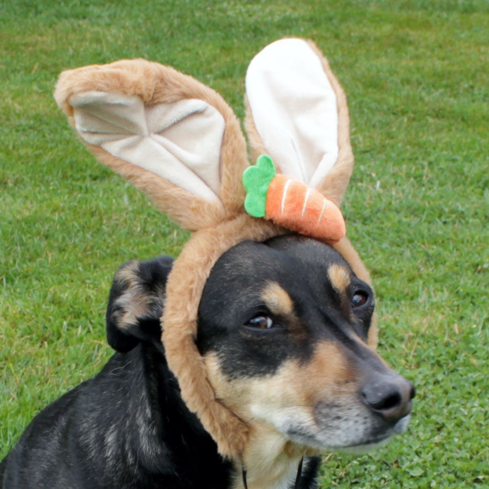 Nobby Ostern Hasenohren für Hunde - Ø 15 cm - Kopfreif mit Ohren - Kopfschmuck