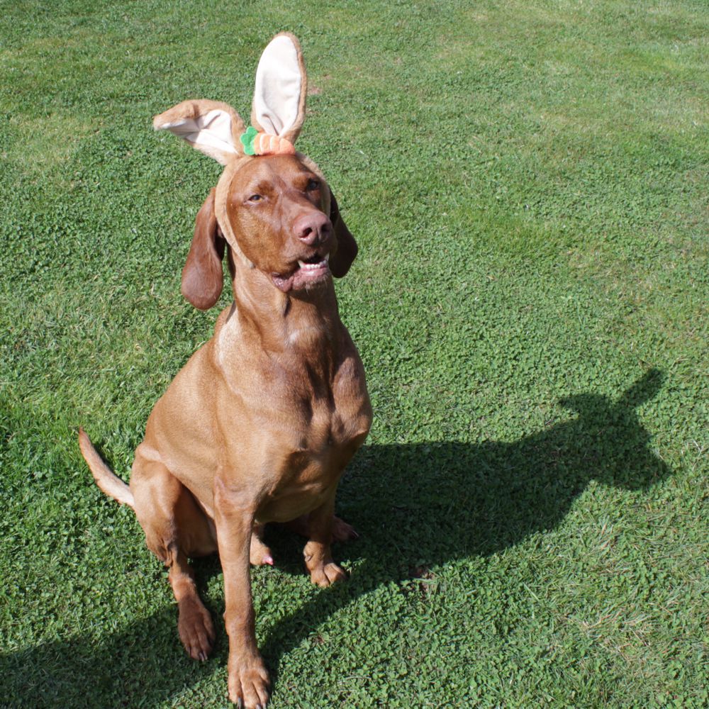 Nobby Ostern Hasenohren für Hunde - Ø 15 cm - Kopfreif mit Ohren - Kopfschmuck