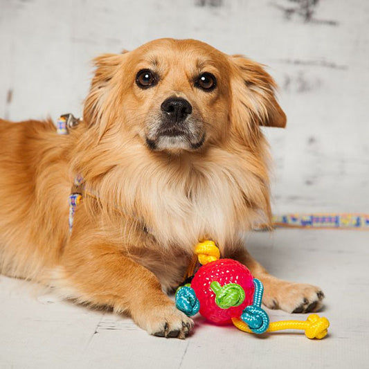 8 cm - Hundespiel Apportierspiel Gummiball