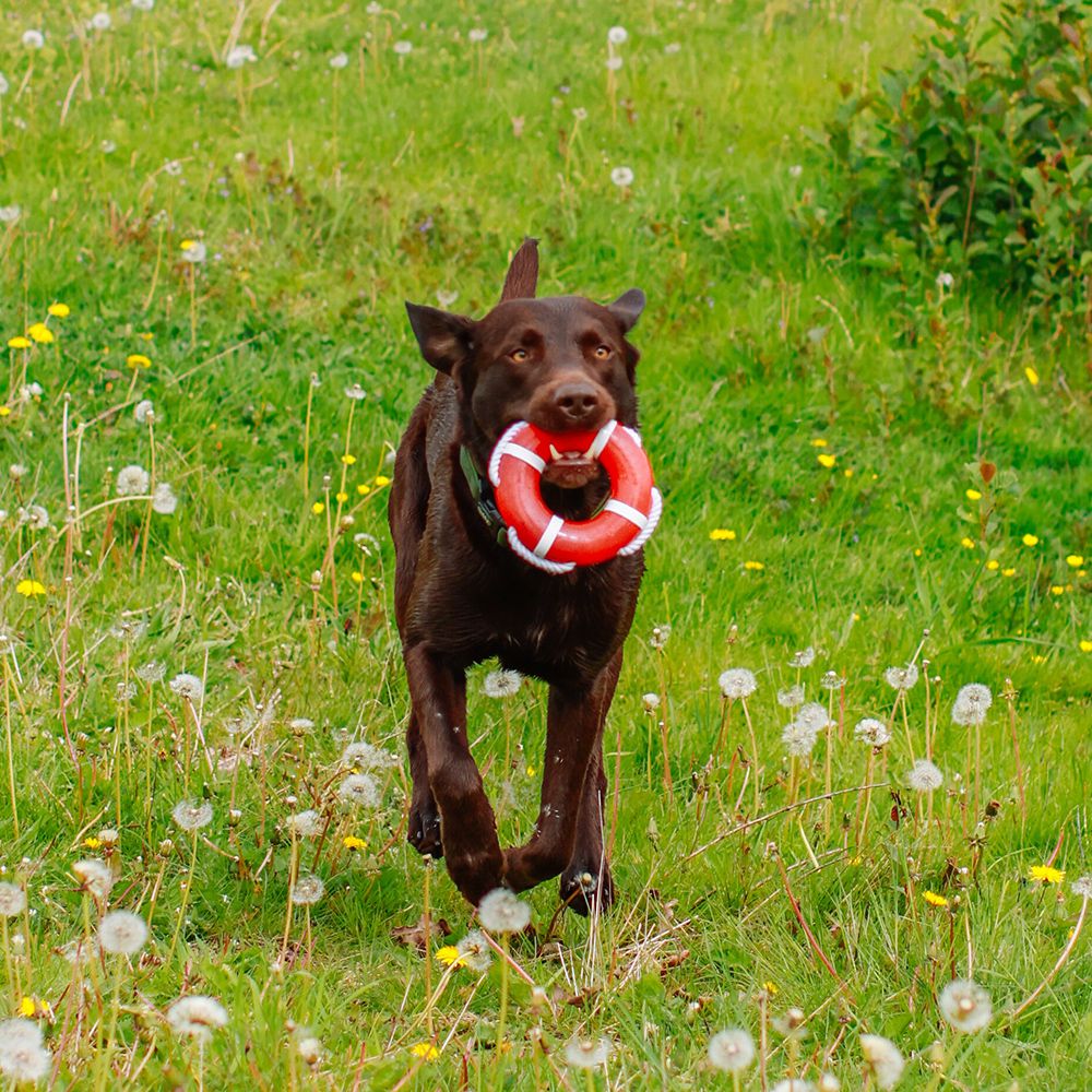 Nobby Wasserspielzeug FLOATING - TPR Rettungsring mit Seil - Apportierspielzeug