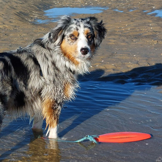 Nobby Wasserspielzeug FLOATING - TPR Lifeboard mit Seil - Apportierspielzeug