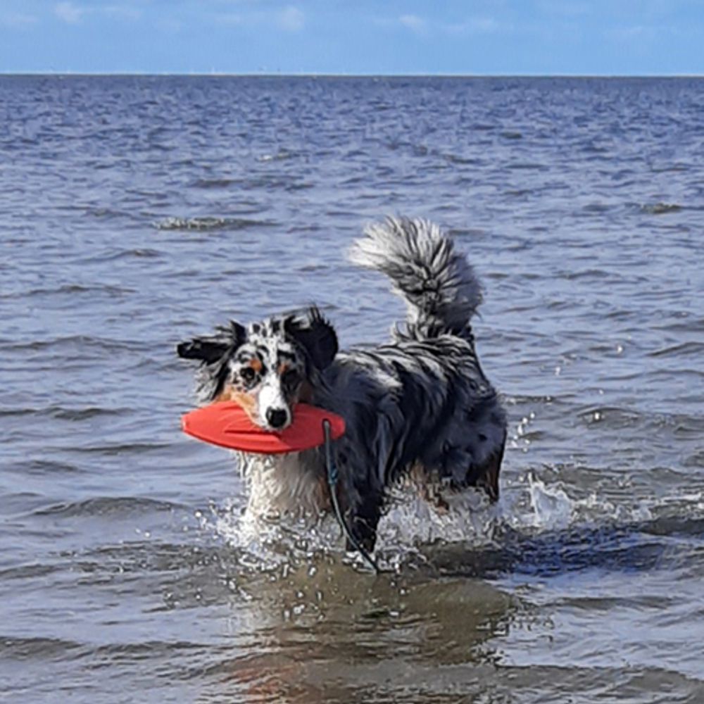 Nobby Wasserspielzeug FLOATING - TPR Lifeboard mit Seil - Apportierspielzeug