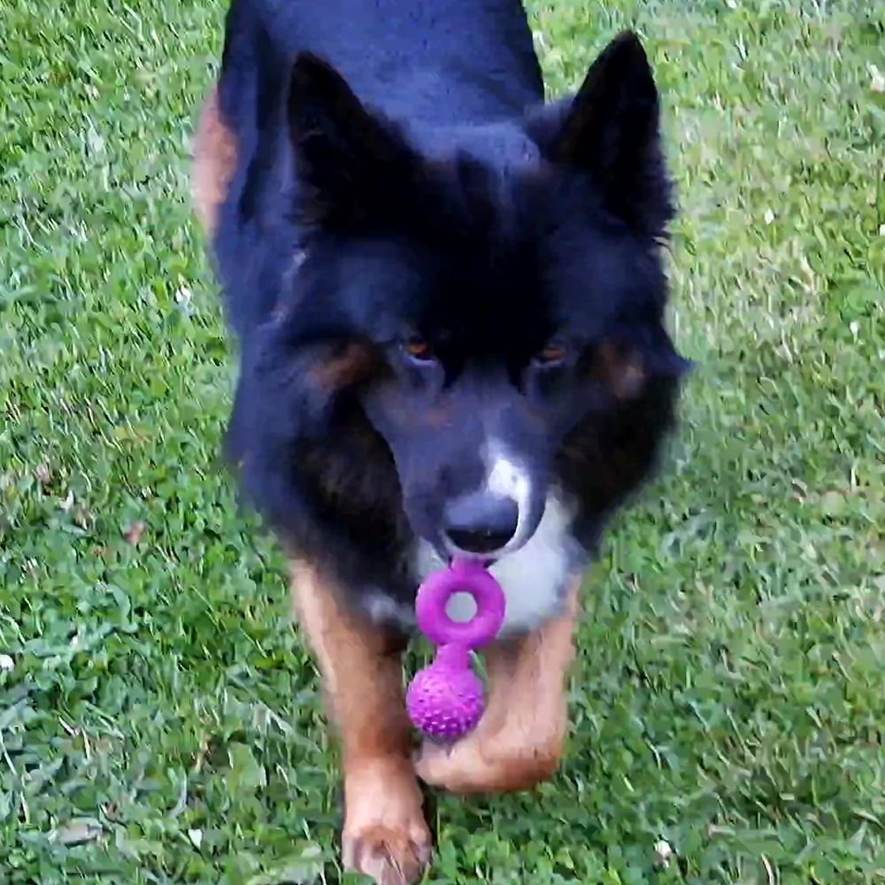 Nobby Vollgummi Hundespielzeug - Ringhantel - Apportierspiel Gummispielzeug