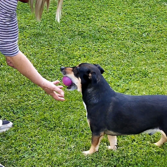 Nobby Vollgummi Hundespielzeug - Ball - Apportierspiel Gummispielzeug Gummiball