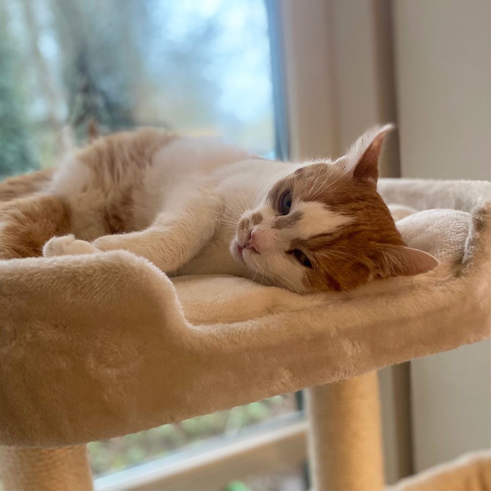 Nobby Katzen Kratzbaum Classic ZADA - 50 x 50 x 145 cm - Plüsch Höhle Hängematte