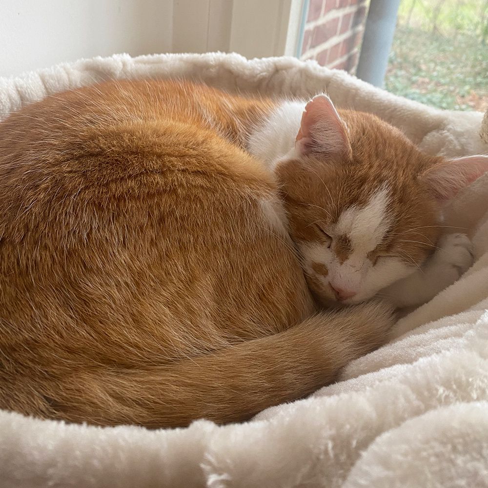 Nobby Katzen Kratzbaum Classic ZADA - 50 x 50 x 145 cm - Plüsch Höhle Hängematte