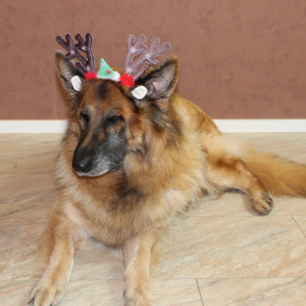 Nobby XMAS Rentiergeweih für Hunde - Ø 15 cm - Kopfreif mit Geweih - Kopfschmuck