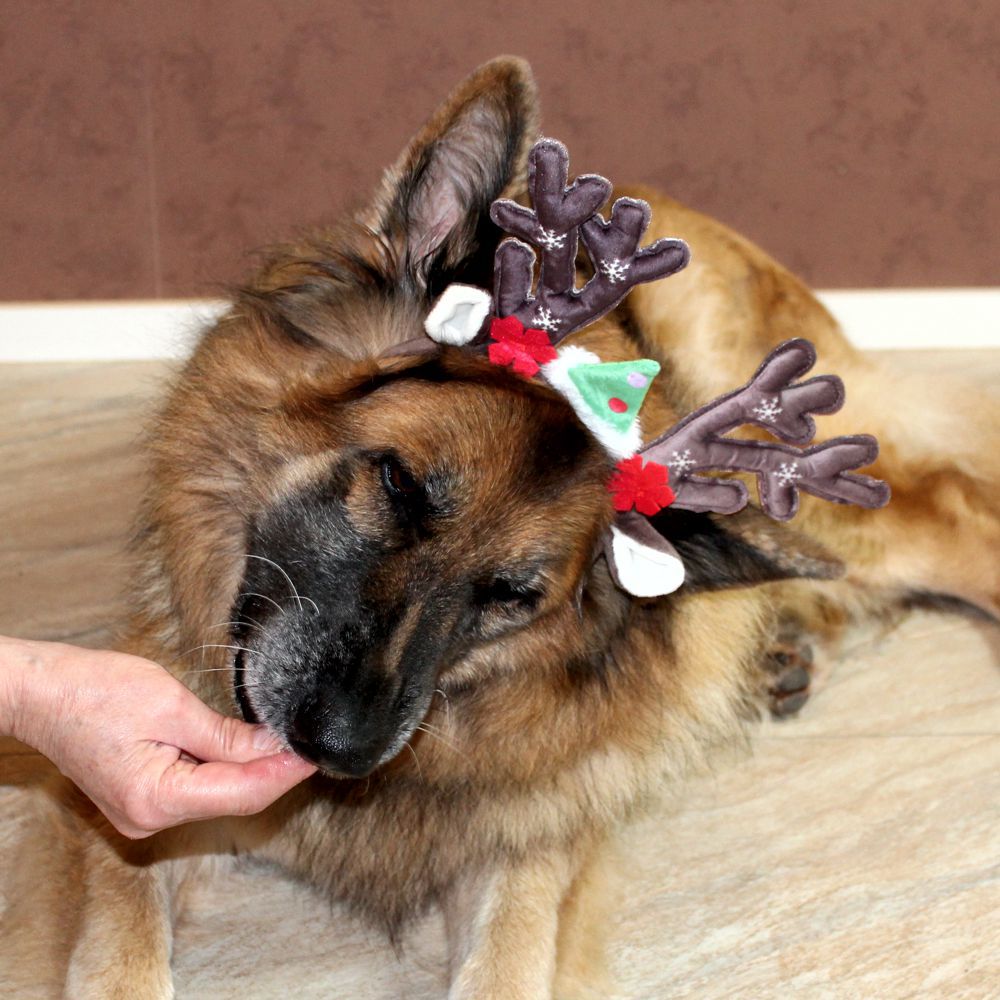 Nobby XMAS Rentiergeweih für Hunde - Ø 15 cm - Kopfreif mit Geweih - Kopfschmuck