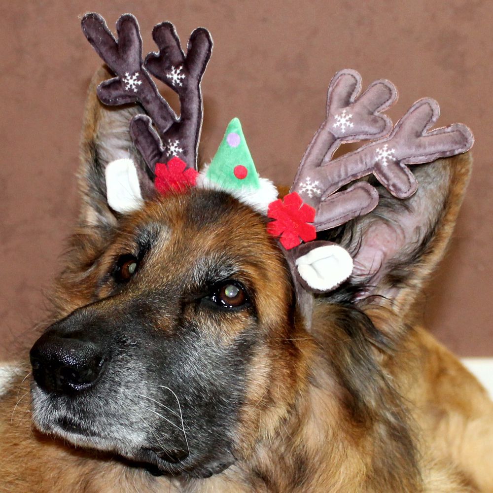 Nobby XMAS Rentiergeweih für Hunde - Ø 15 cm - Kopfreif mit Geweih - Kopfschmuck