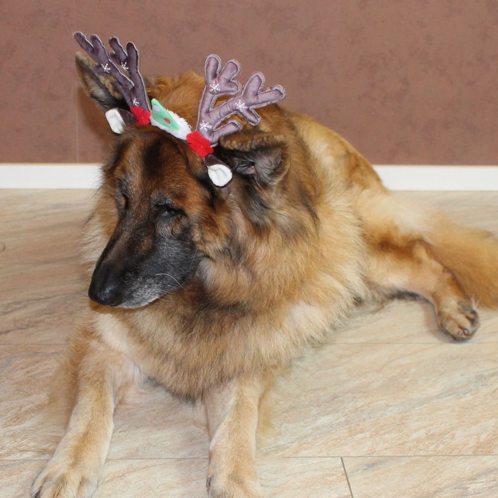 Nobby XMAS Rentiergeweih für Hunde - Ø 15 cm - Kopfreif mit Geweih - Kopfschmuck