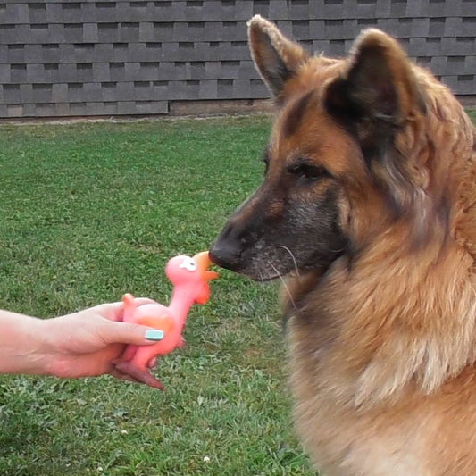 Nobby Hundespielzeug KÜKEN - Latex Apportierspiel für Hund - Hahn Huhn quietscht