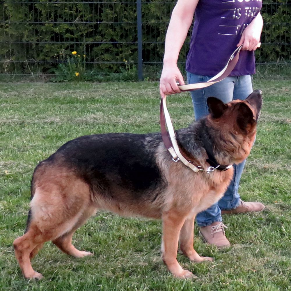 Nobby Führleine CLASSIC SOFT - beige/braun - 200 cm - 25 mm - Nylon Hundeleine