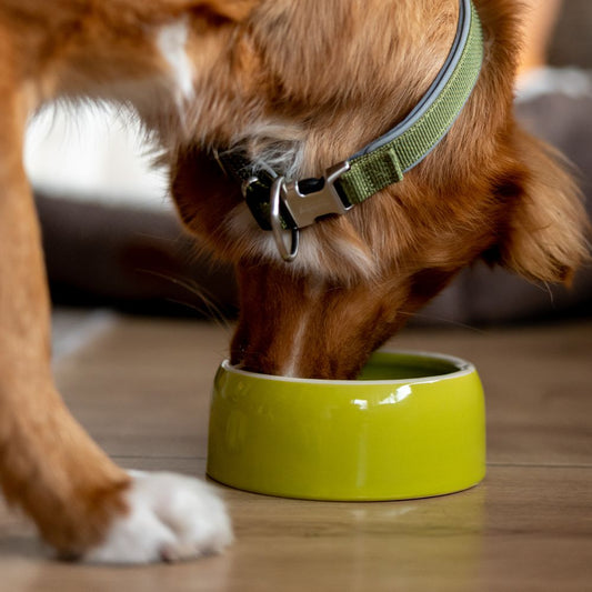 Nobby Keramik Napf - Wassernapf Fressnapf Futtertrog - Hunde Katzen Nager Vögel