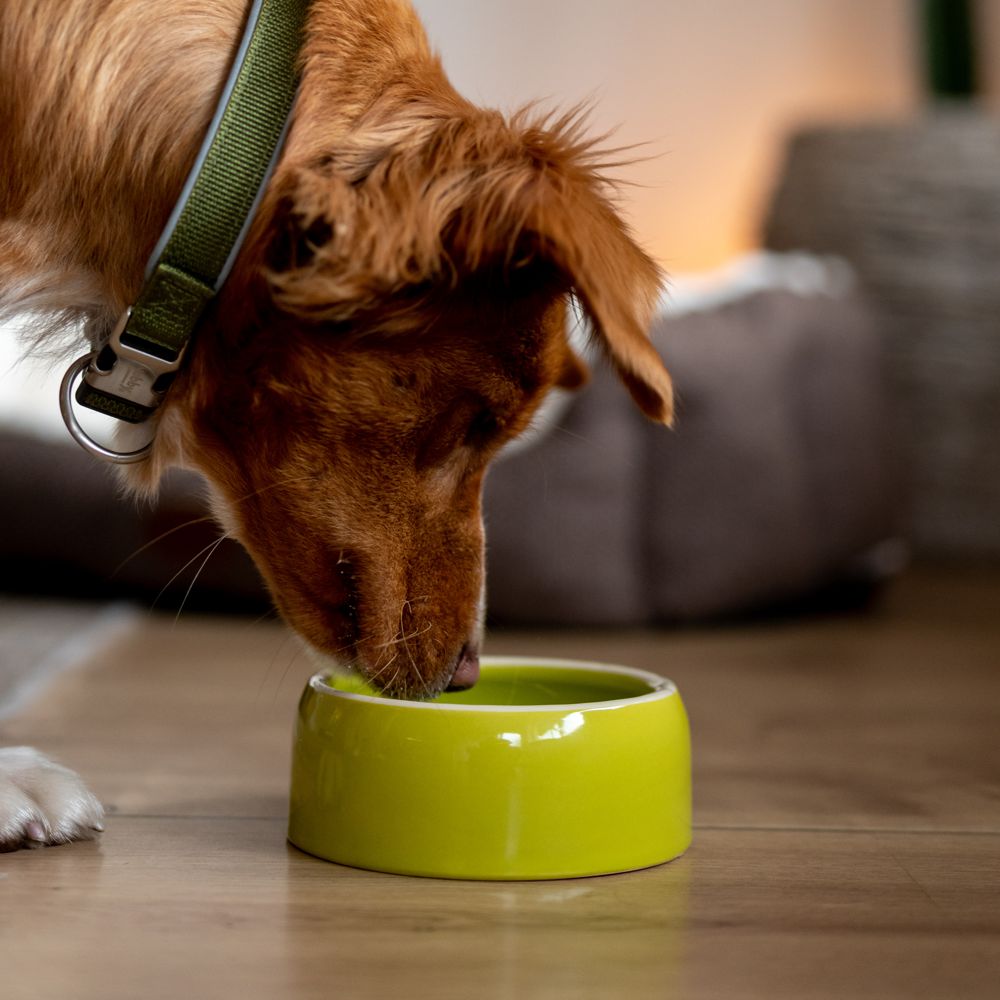 Nobby Keramik Napf - Wassernapf Fressnapf Futtertrog - Hunde Katzen Nager Vögel