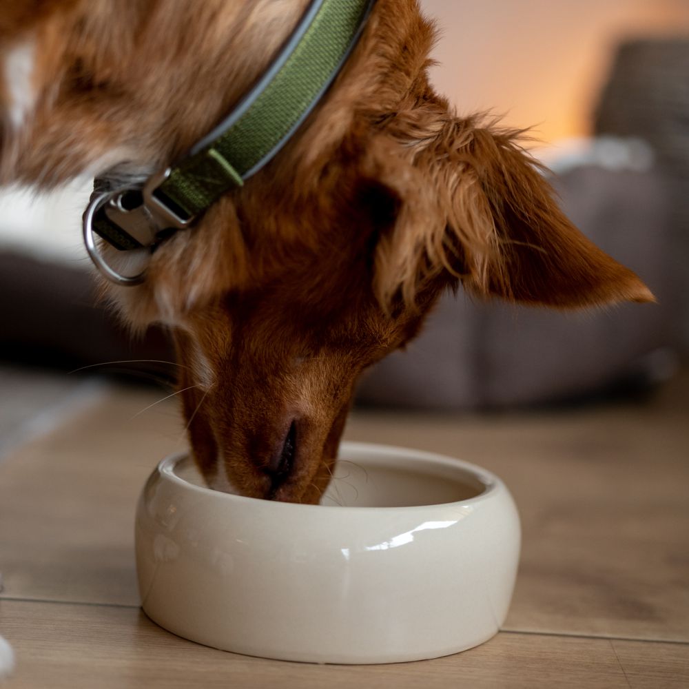 Nobby Keramik Napf - Wassernapf Fressnapf Futtertrog - Hunde Katzen Nager Vögel