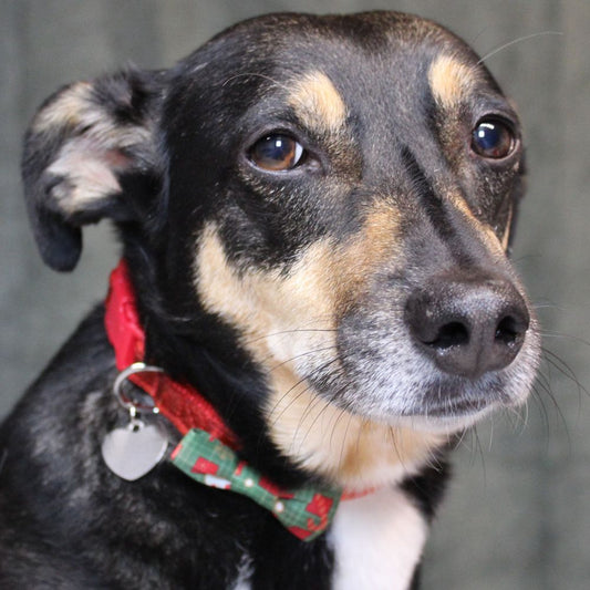 Nobby XMAS Halsband mit Schleife - S/M/L - Hundehalsband Weihnachten Fliege