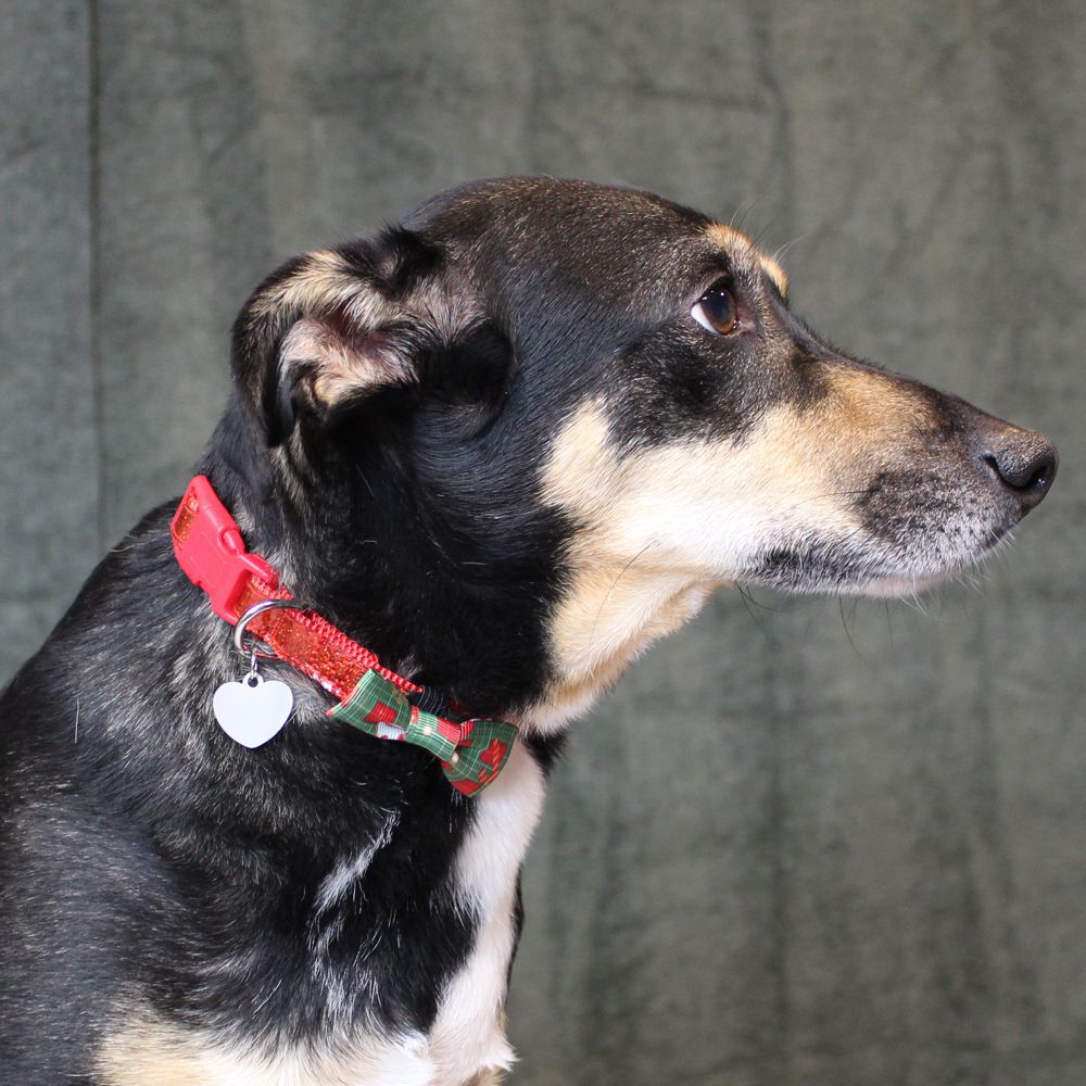 Nobby XMAS Halsband mit Schleife - S/M/L - Hundehalsband Weihnachten Fliege