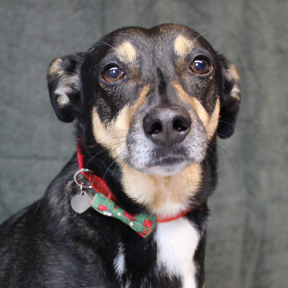 Nobby XMAS Halsband mit Schleife - S/M/L - Hundehalsband Weihnachten Fliege