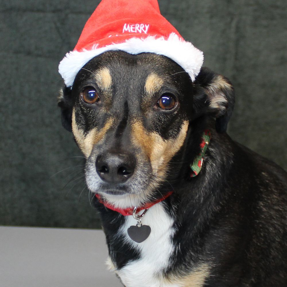 Nobby XMAS Halsband mit Schleife - S/M/L - Hundehalsband Weihnachten Fliege