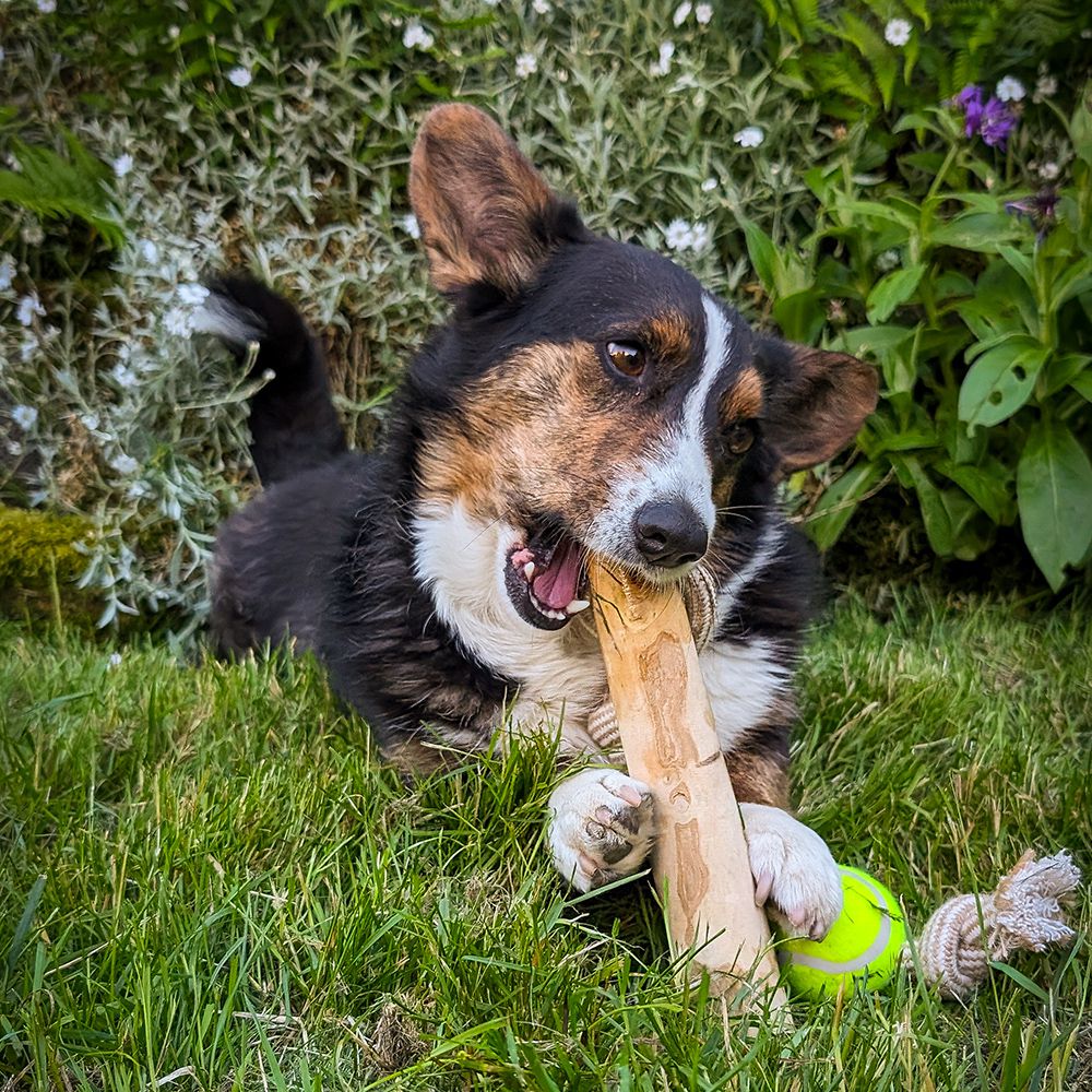 Nobby Kaffeeholz mit Hanfseil und Ball - S/M/L - Kauspielzeug Apportierspielzeug