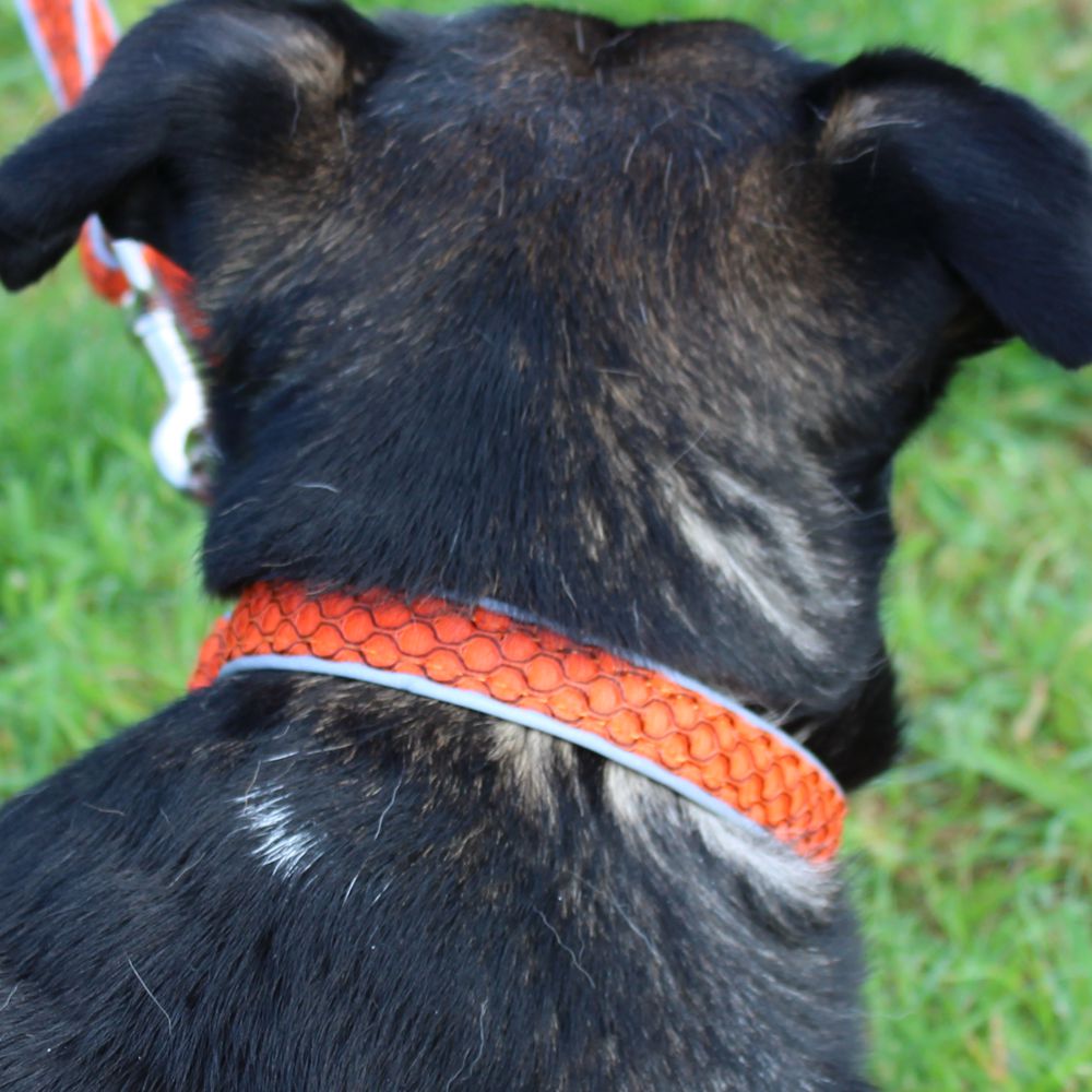 Nobby Halsband MESH AIR - XS/S/M/L/XL - 6 Farben Nylon Meshgewebe Hundehalsband