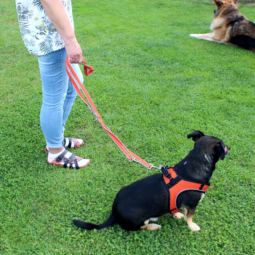 Nobby Führleine MESH AIR 200 cm - 20/25/32 mm breit Nylon Meshgewebe Hundeleine