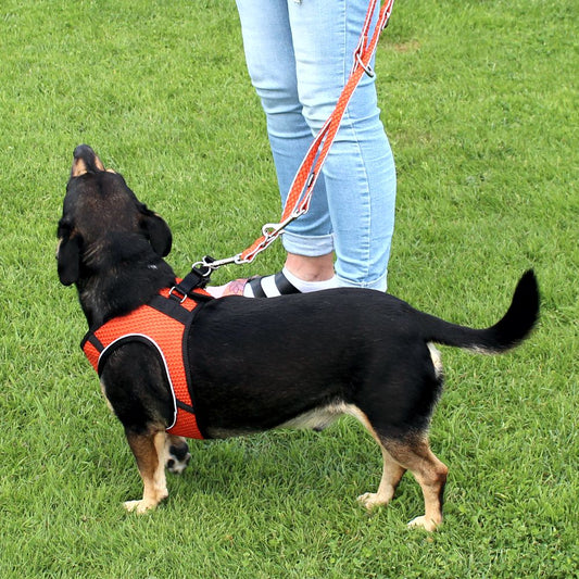 Nobby Geschirr MESH AIR - XXS/XS/S/M/L - 6 Farben Nylon Meshgewebe Hundegeschirr