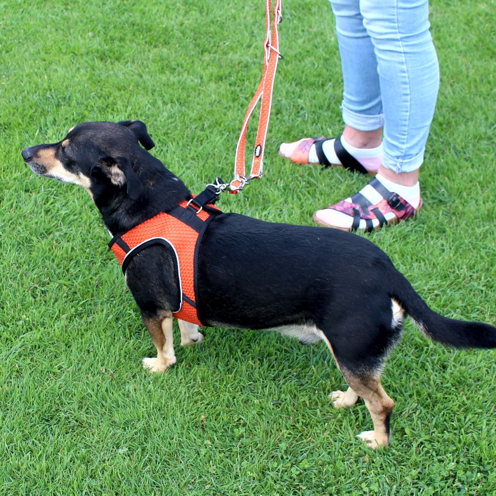 Nobby Geschirr MESH AIR - XXS/XS/S/M/L - 6 Farben Nylon Meshgewebe Hundegeschirr