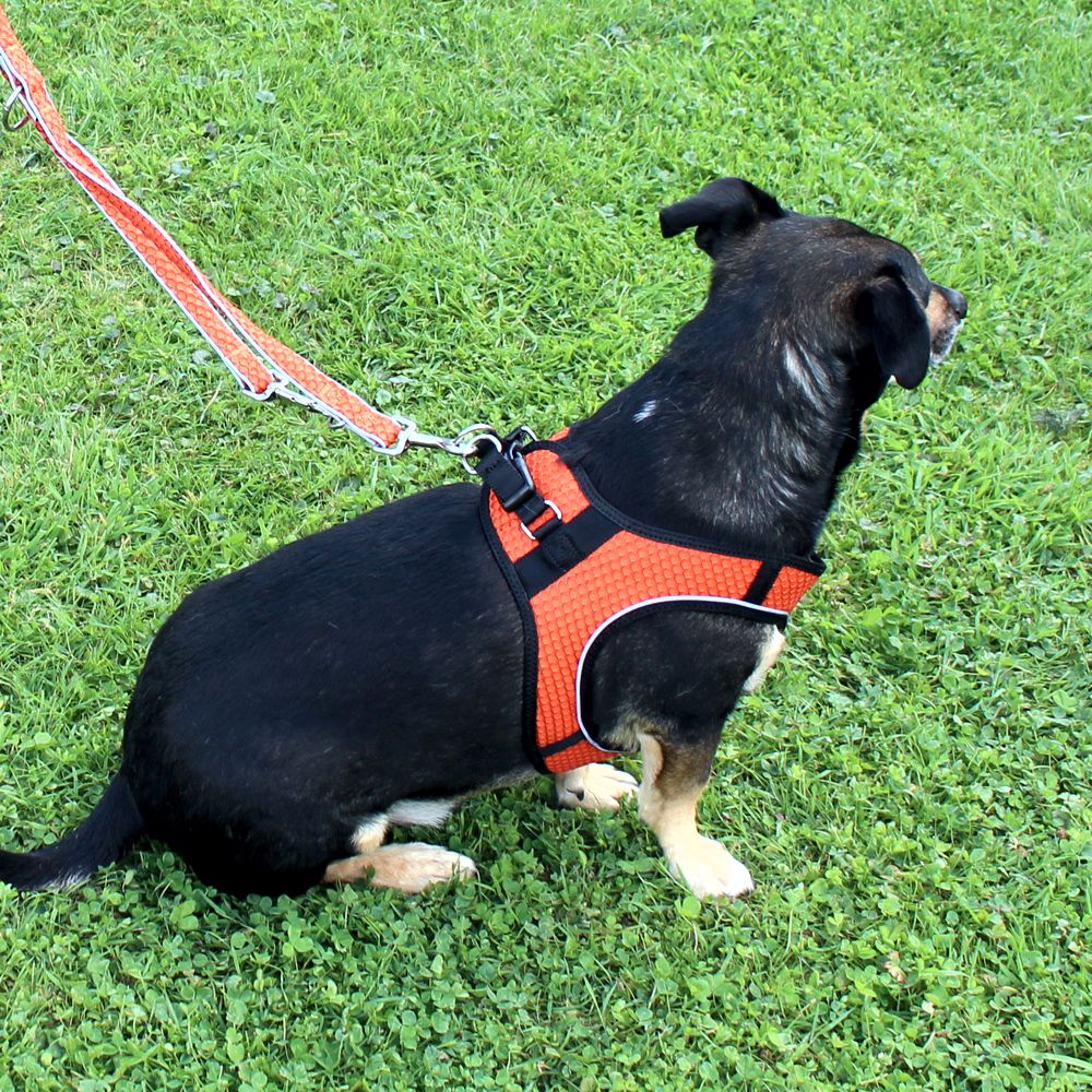 Nobby Geschirr MESH AIR - XXS/XS/S/M/L - 6 Farben Nylon Meshgewebe Hundegeschirr