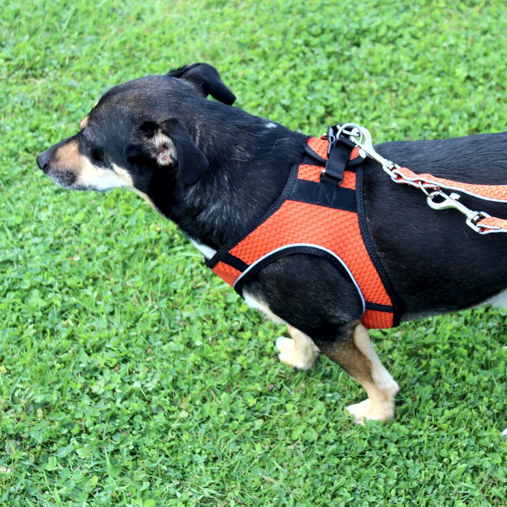 Nobby Geschirr MESH AIR - XXS/XS/S/M/L - 6 Farben Nylon Meshgewebe Hundegeschirr