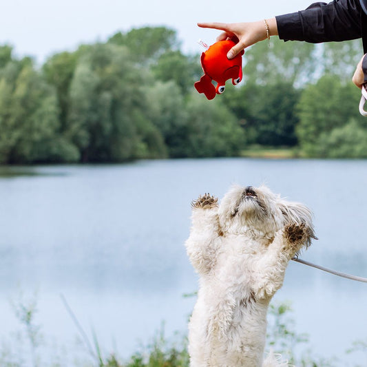 Nobby Wasserspielzeug FLOATING - schwimmt - Apportierspielzeug mit Quietscher