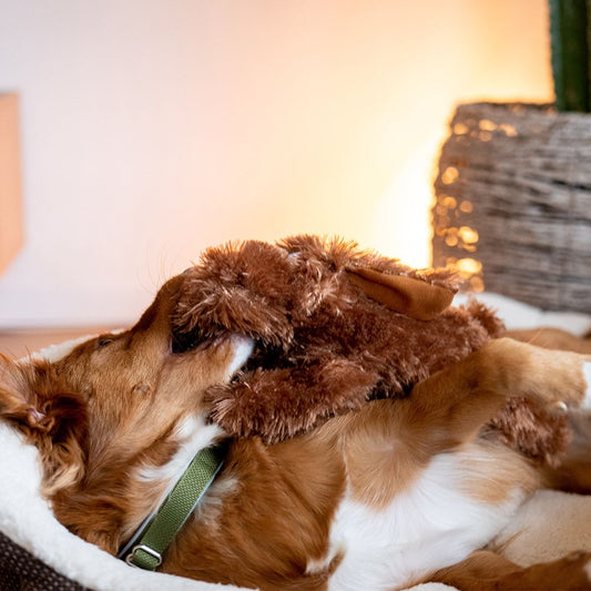 Nobby Plüsch-Hundespielzeug Hund SCHLAPPI - 27/38/50 cm Plüschtier Kuscheltier