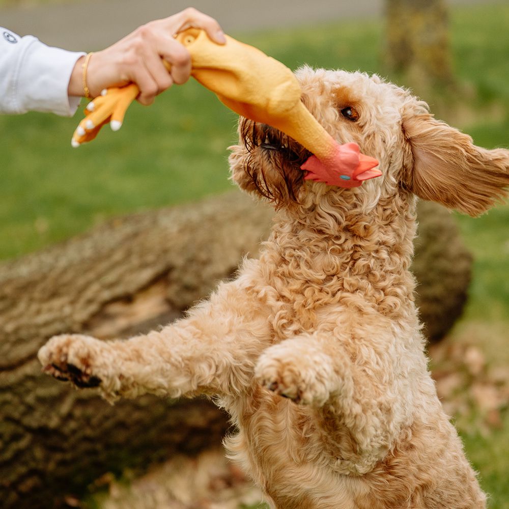 Nobby Hundespielzeug HÄHNCHEN - Latex Hahn Huhn - Spiel für Hund - quitscht