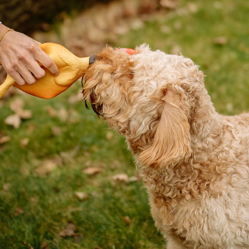 Nobby Hundespielzeug HÄHNCHEN - Latex Hahn Huhn - Spiel für Hund - quitscht