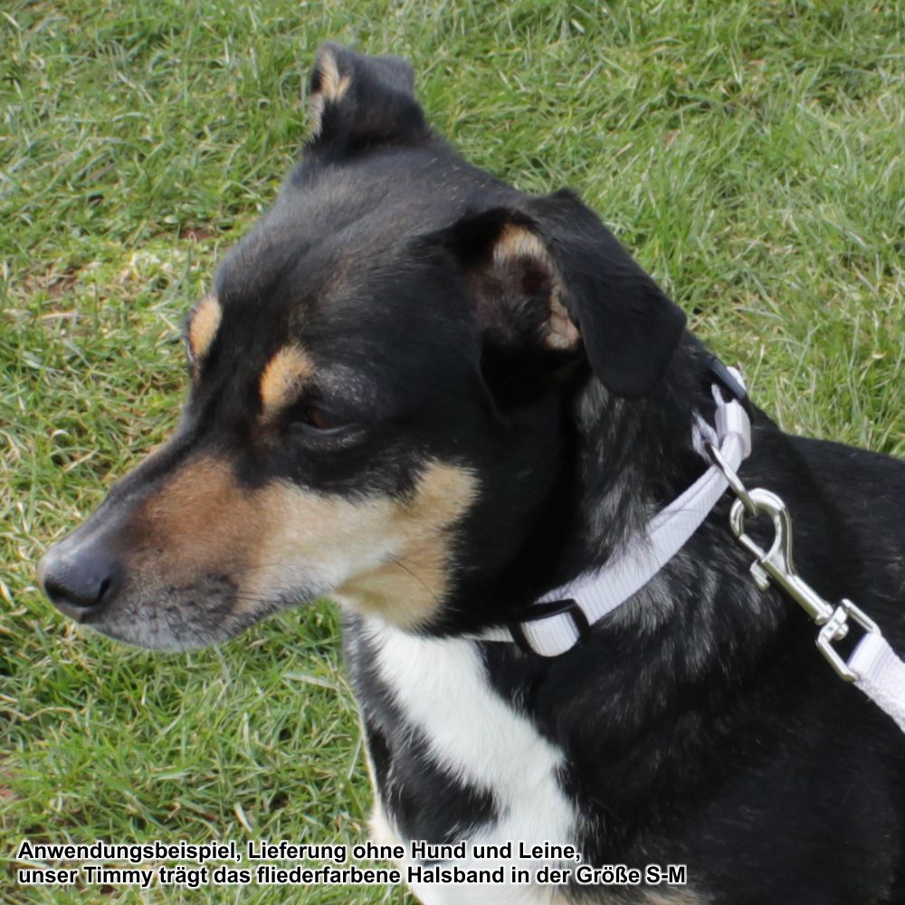 Nobby Halsband CLASSIC XXS/XS-S/S-M/M-L/L-XL alle Farben - Nylon Hundehalsband