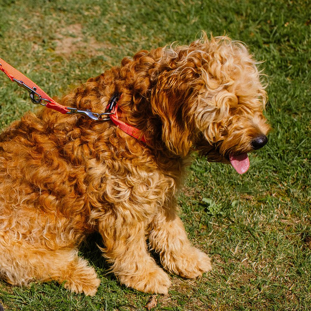 Nobby Halsband CLASSIC XXS/XS-S/S-M/M-L/L-XL alle Farben - Nylon Hundehalsband