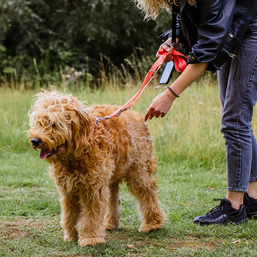 Nobby Halsband CLASSIC XXS/XS-S/S-M/M-L/L-XL alle Farben - Nylon Hundehalsband