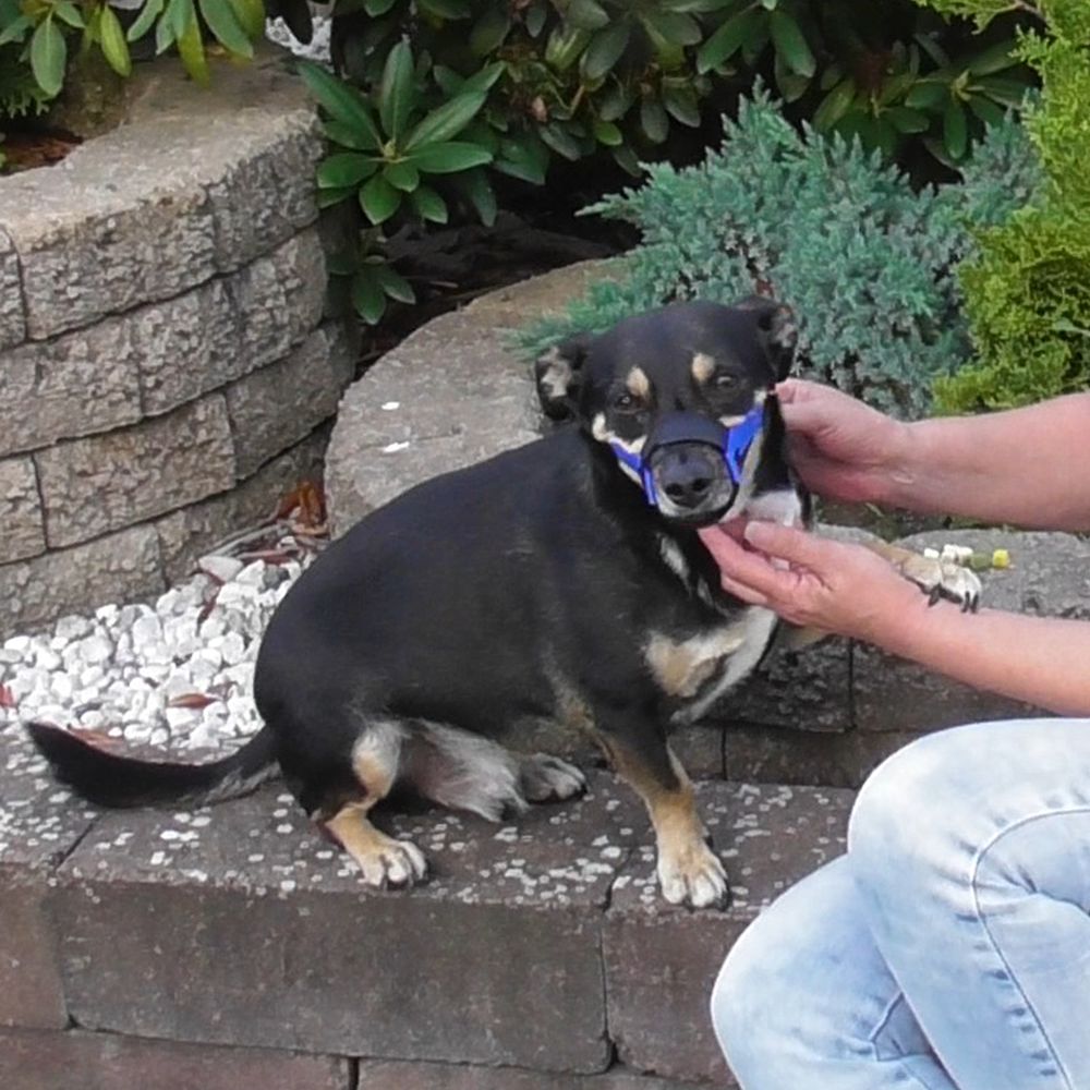 Nobby Maulkorb verstellbar - Größe Size 0/1/2/3/4 - Hundemaulkorb Nylon Hund