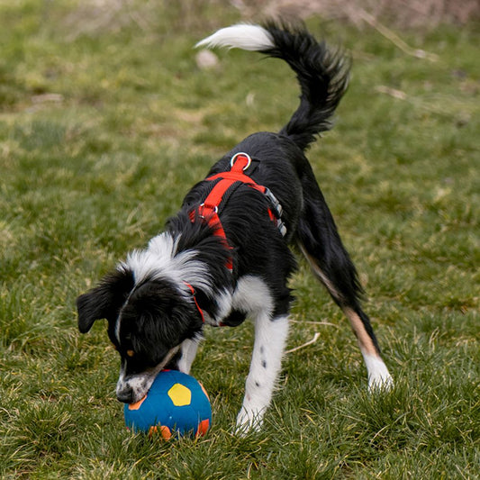 8 + 13 cm - Hundespiel Apportierspielzeug Ball Gummiball