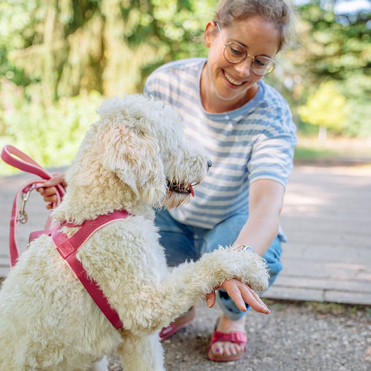 Nobby Norwegergeschirr CLASSIC PRENO - S/M/L/XL - Nylon Geschirr Hundegeschirr