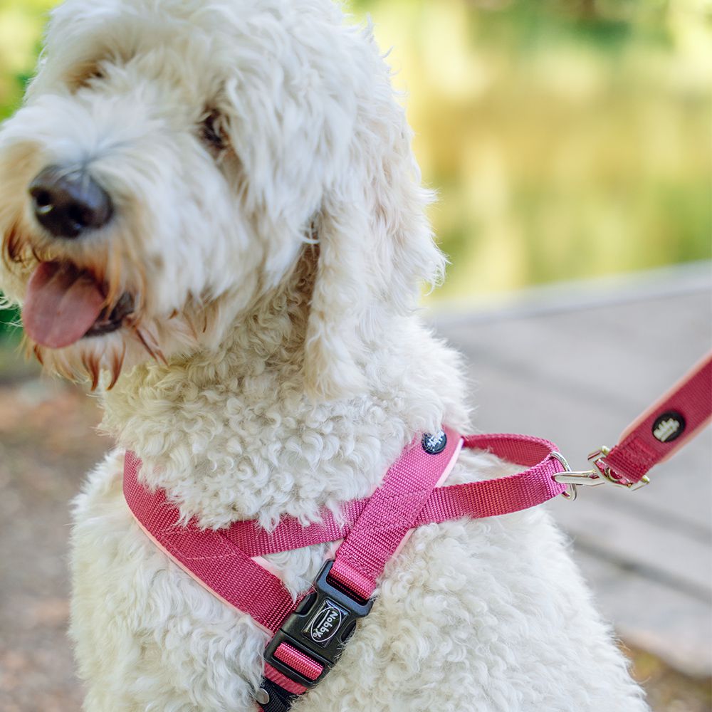 Nobby Norwegergeschirr CLASSIC PRENO - S/M/L/XL - Nylon Geschirr Hundegeschirr