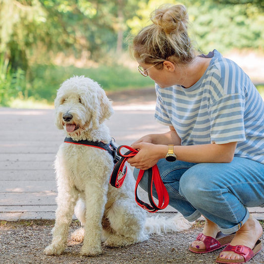 Nobby Führleine MESH PRENO - 200 cm - XS-S/M-L/L-XL - Nylon Hundeleine - 2 m